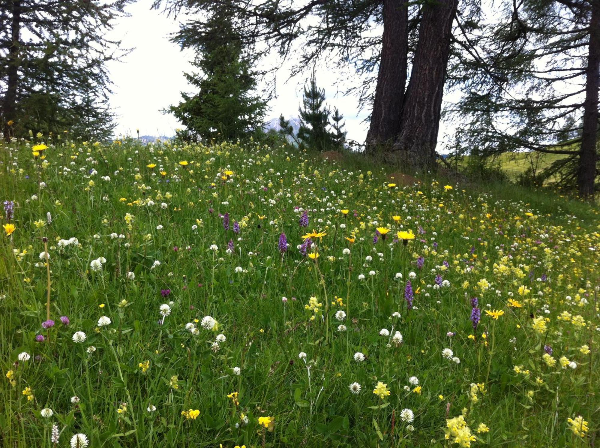 Ciasa Wallis Badia  Dış mekan fotoğraf